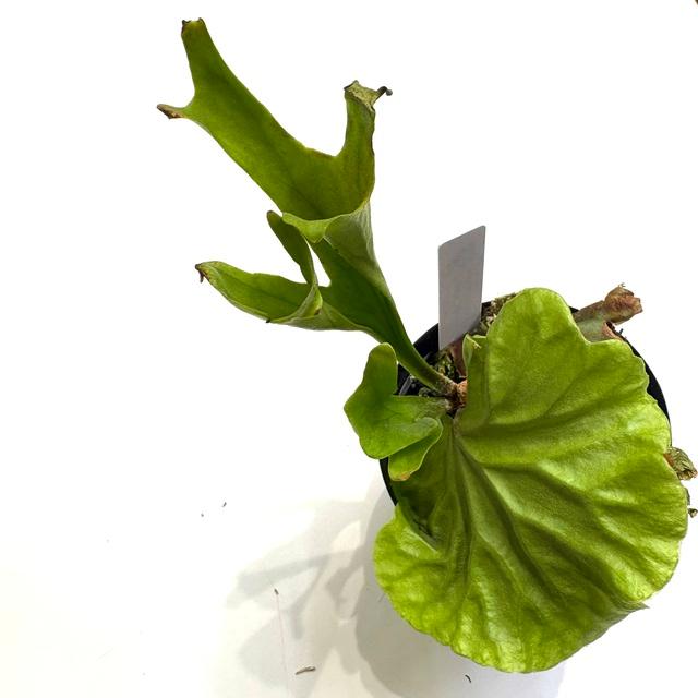 現品) ビカクシダ リドレイ 'パカラン' (TC) (No.41165) (コウモリラン