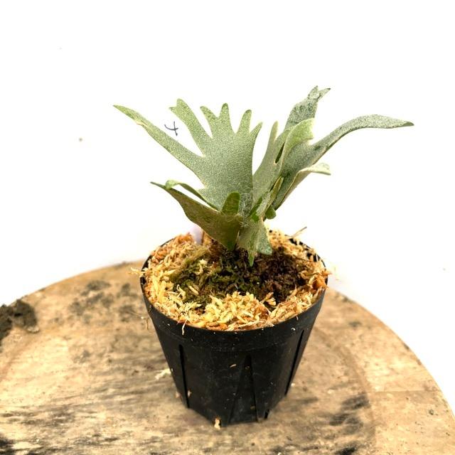 現品) ビカクシダ ウィリンキー 'ナノ' (TC) (No.41163) (コウモリラン