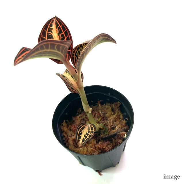 アネクトキルス サイアメンシス 'ホワイトセンター' 2寸 (ジュエル