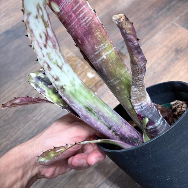 現品) ビルベルギア ビッタータ 'ドミンゴスマーティンス' (No.62090