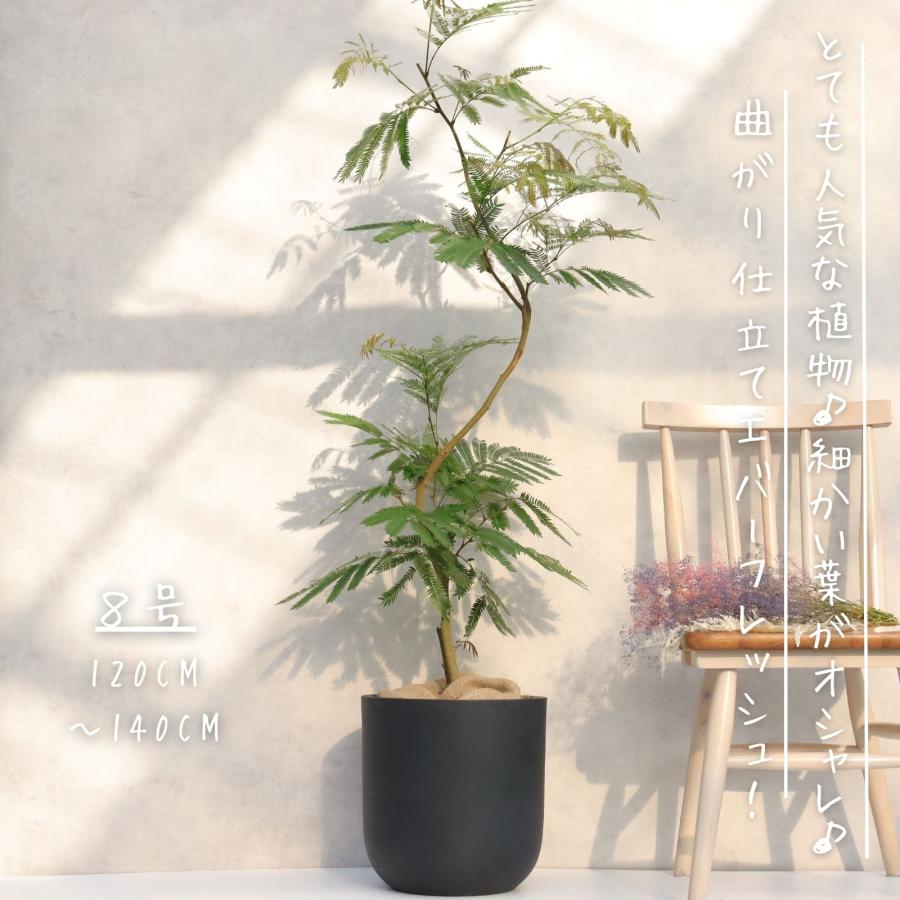 エバーフレッシュ 曲がり 仕立て 8号 お祝い ギフト 開店祝い 新築