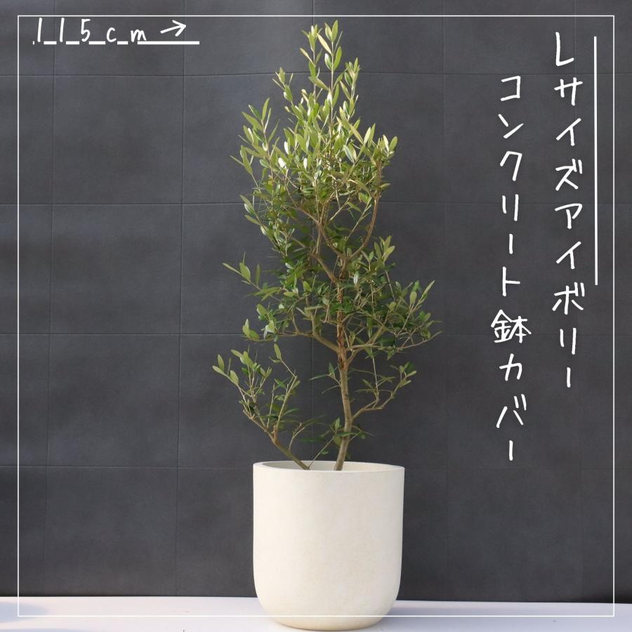 オリーブの木 観葉植物 オリーブ 鉢植え 8号 寒さ暑さに強い ギフト
