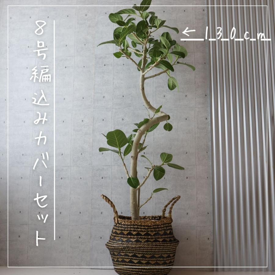 フィカス ベンガレンシス 曲がり 螺旋 仕立て 幹太 ゴムの木 お祝い
