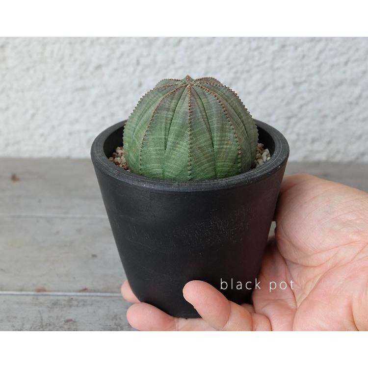 黒プラ鉢 ブラックポット 10 サボテン 頑丈 おしゃれ 塊根植物 多肉 黒