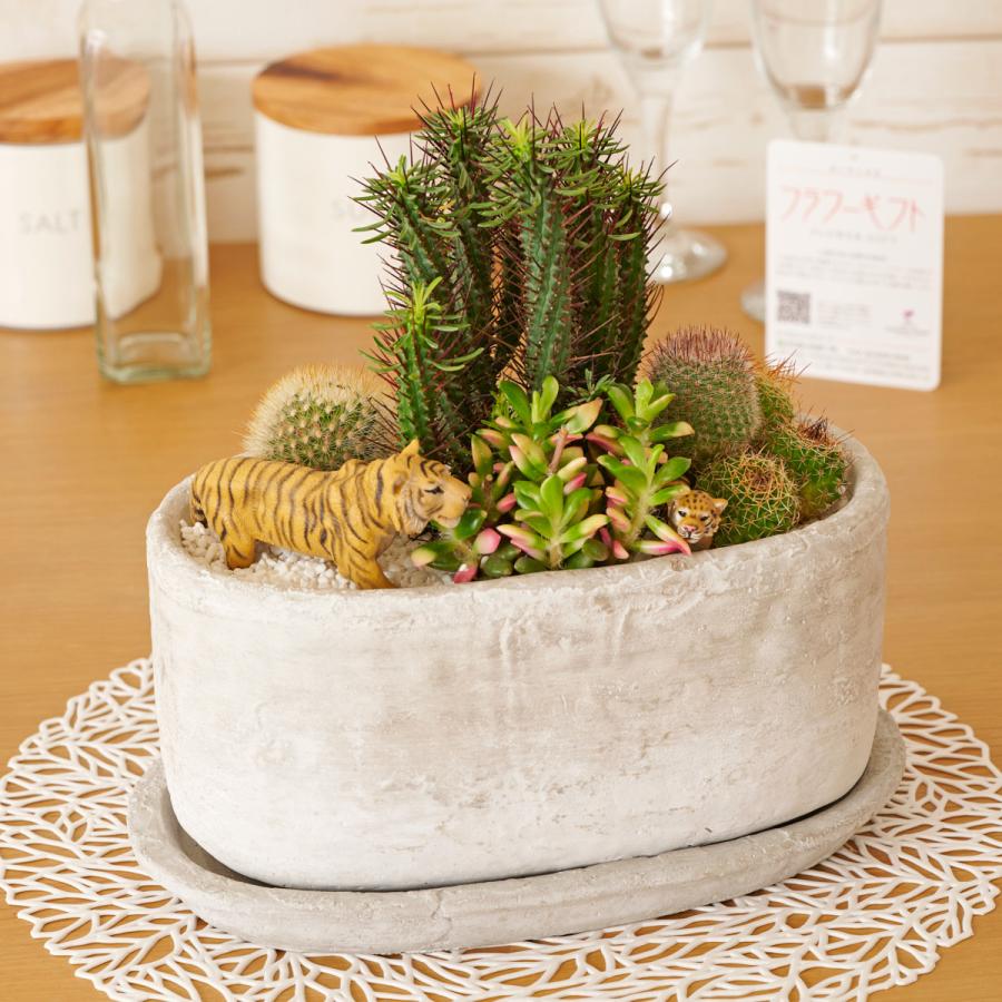 観葉植物 多肉植物・サボテン（品種おまかせ）寄せ植え アニマルグレー