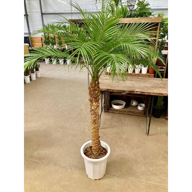 フェニックス ロベレニー 10号 フェニックス・ロベリニー ロベニー