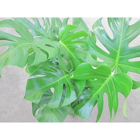 モンステラ 観葉植物 8号鉢 ハート型の大きな葉でモダンで