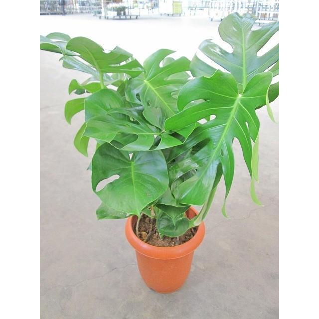 モンステラ 観葉植物 8号鉢 ハート型の大きな葉でモダンで