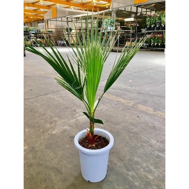 ワシントンヤシ 8号 観葉植物 ワシントニア シラガヤシ 大鉢 鉢植え