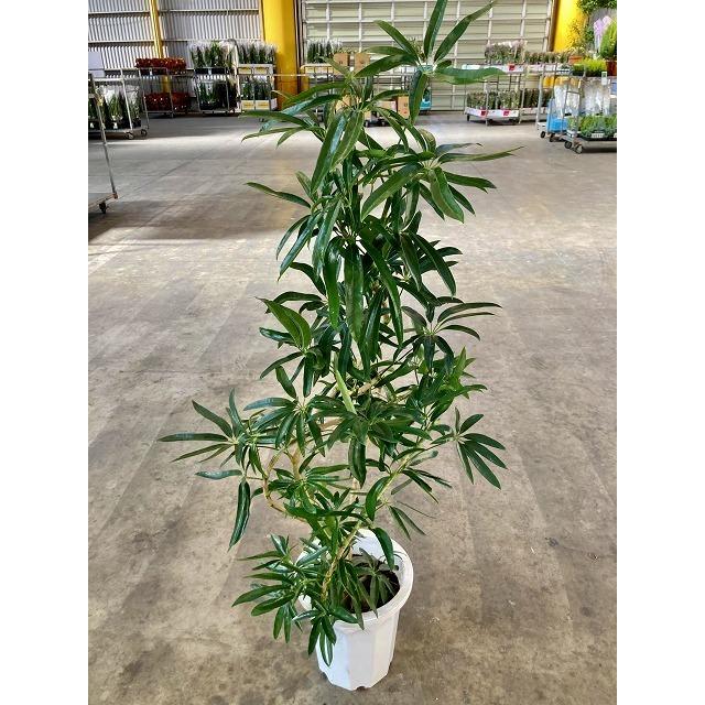 アンガスティ フォリア 曲がり樹形 10号 観葉植物 シェフレラ ホンコン