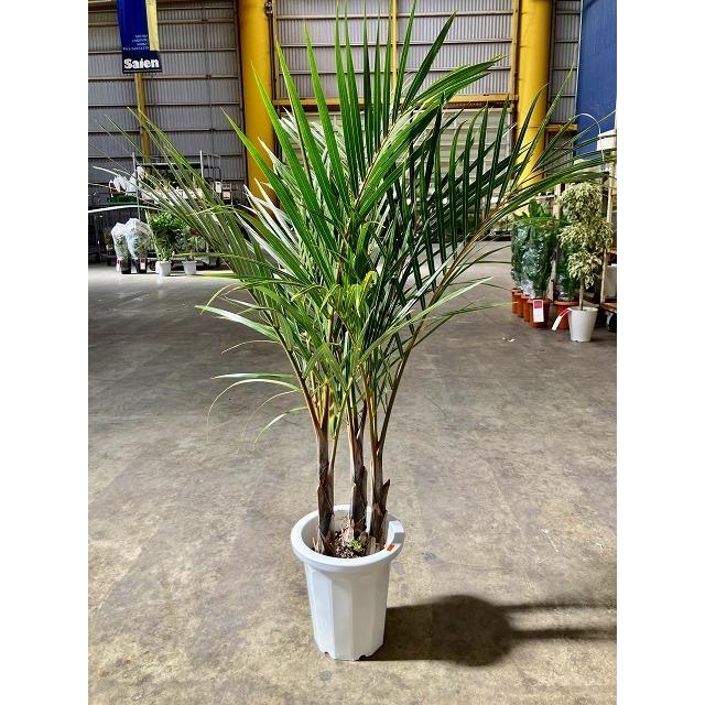 トックリヤシモドキ 3本立 8号 ボトルパーム 観葉植物 インテリア ヤシ