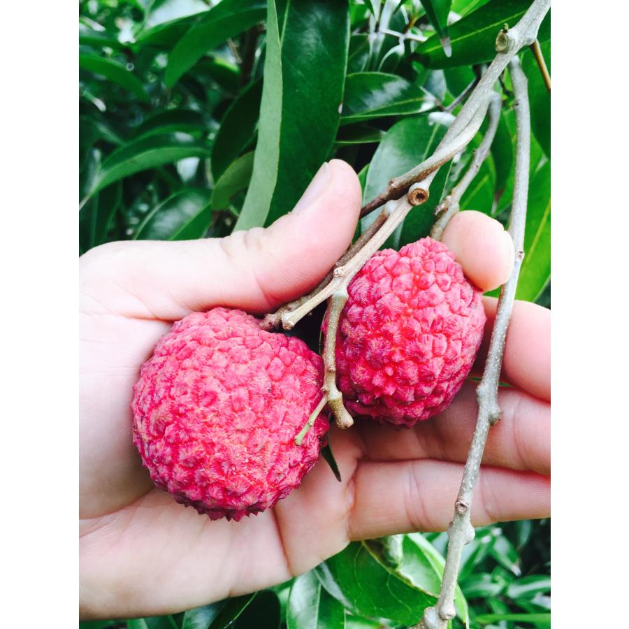 ライチ苗 チャカパットレイシ取木 大苗 : 佛山ヤフー店 - 通販 - Yahoo