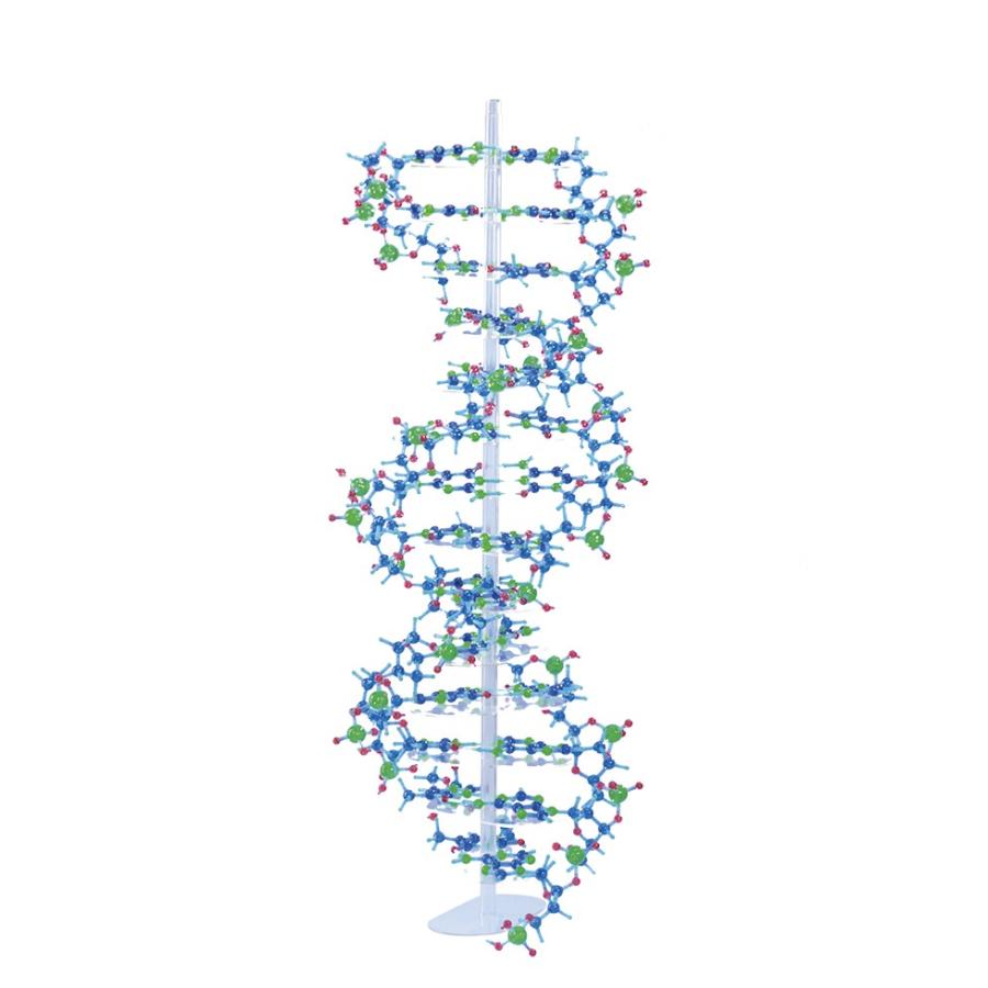 分子構造模型 モルタロウ DNAセット ＊DNA(B型)を作製することのできる