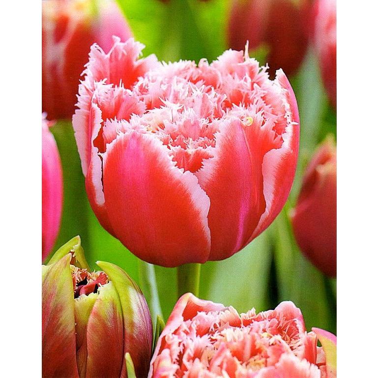 花球根】チューリップバラ売り球根！ 八重フリンジ咲き DE（FR