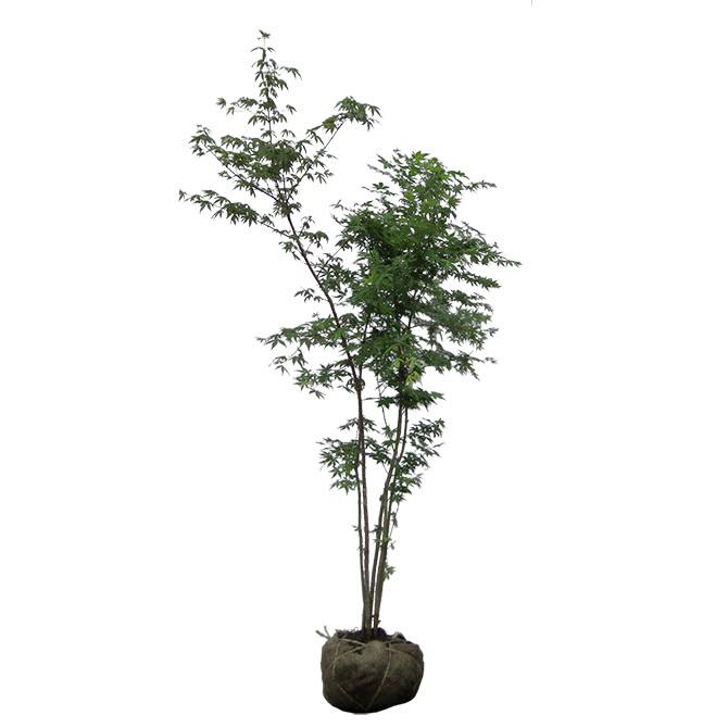 モミジ（紅葉）/イロハモミジ（伊呂波紅葉） 株立 樹高1.5m前後 露地苗