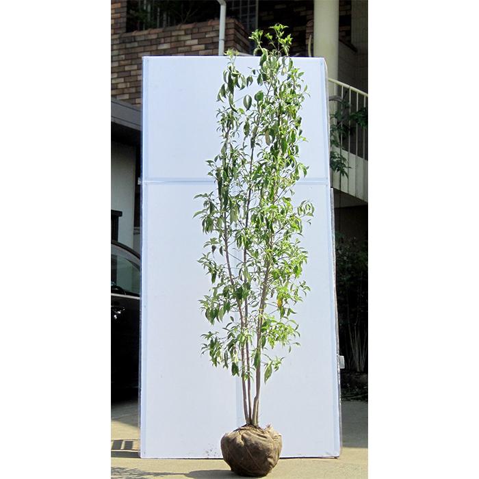 大型商品】常緑ヤマボウシ/ヒマラヤ 株立 樹高2.5m前後 露地苗