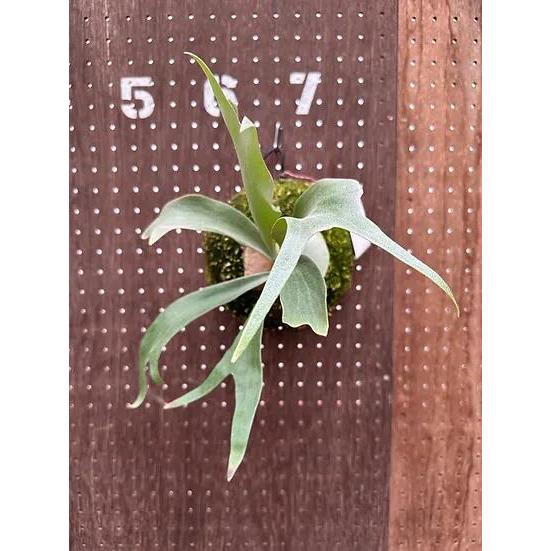 ビカクシダ P.'Ice age'(P.ssfoong x P.Pewchan 'Snow Queen F304')3