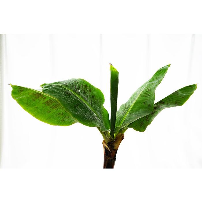 バナナ 苗 ドワーフモンキー 6号 大苗 果樹苗 バナナの木 送料無料 （7