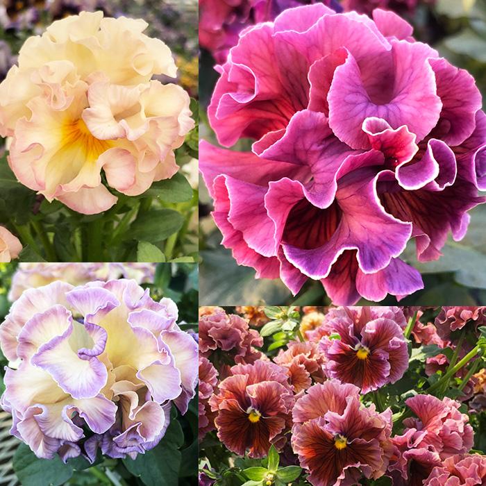 パンジー 苗 ローヴ・ドゥ・アントワネット MIX 4苗セット 八重咲き