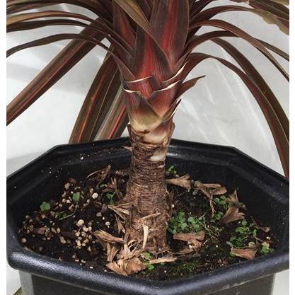 現品》コルジリネ レッドスター 樹高0.8m（根鉢含まず）06【南国風