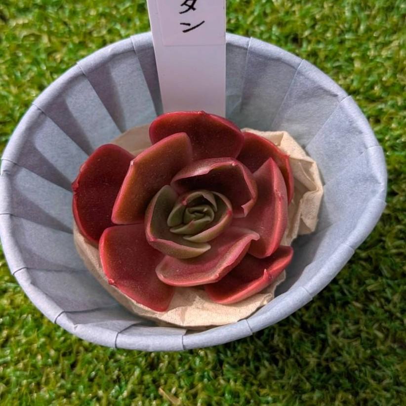 多肉植物 Echeveria RedTan エケベリア レッドタン 韓国苗