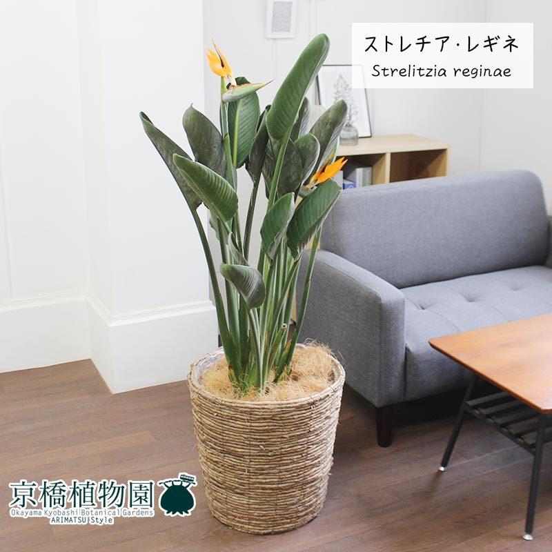 ストレチア/ストレリチア・レギネ 10号【バスケット鉢カバー付き