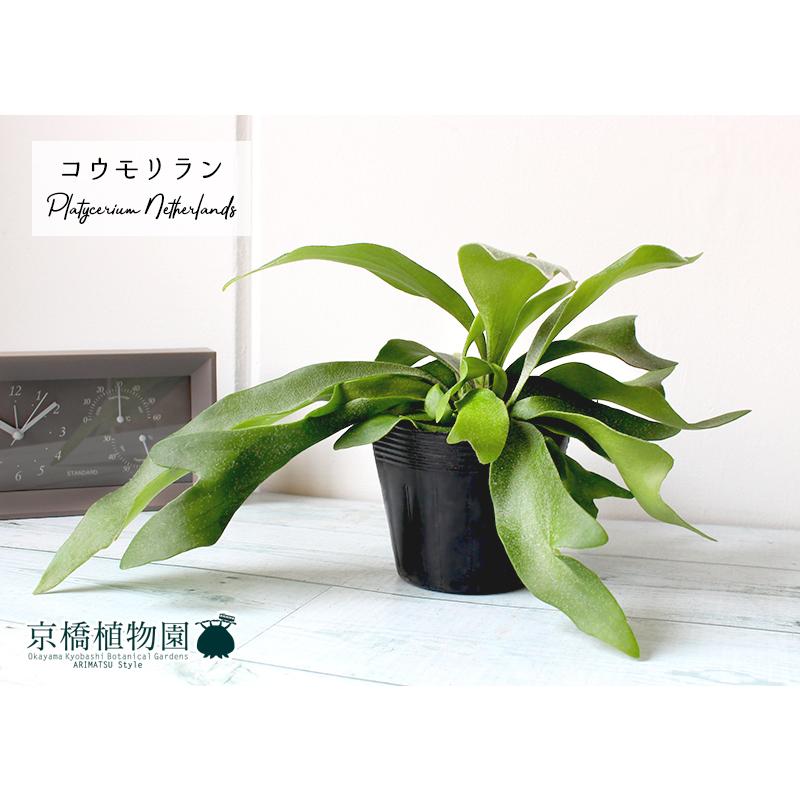 コウモリラン/ビカクシダ・ネザーランド 4号苗ポット : 花のアリマツ