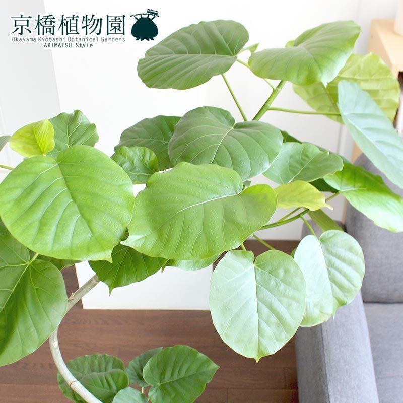 フィカス・ウンベラータ 曲がり 7号【カンサラ鉢カバー付き/ブラック