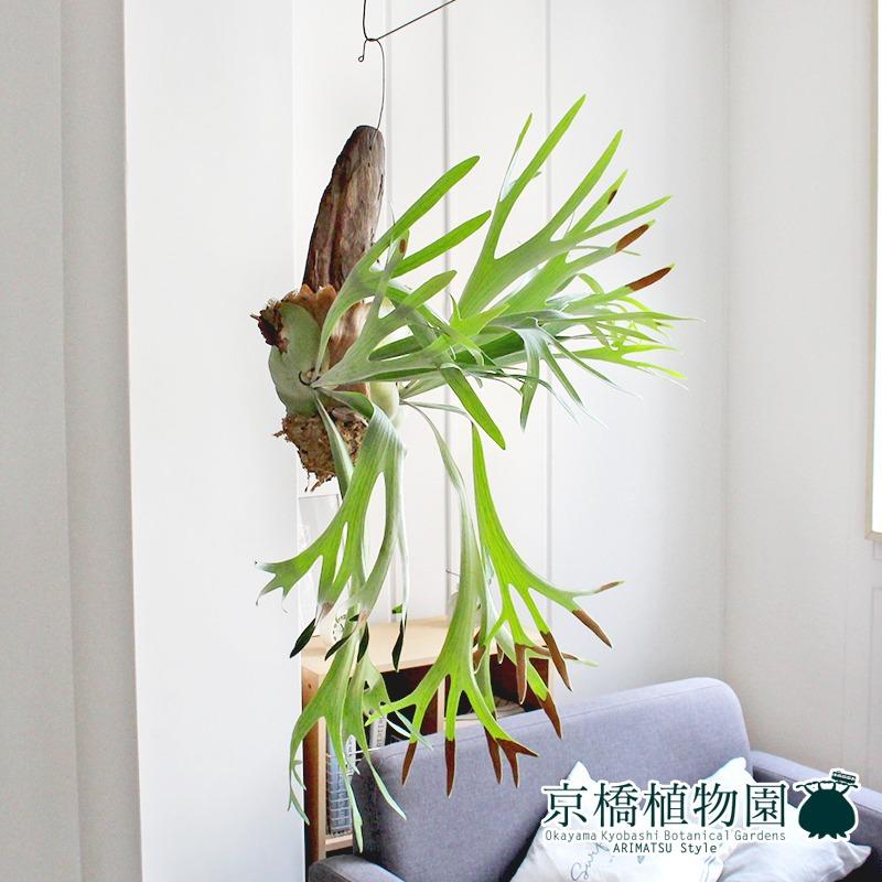 現品】コウモリラン/ビカクシダ・ビフルカツム（大）吊り下げ（1