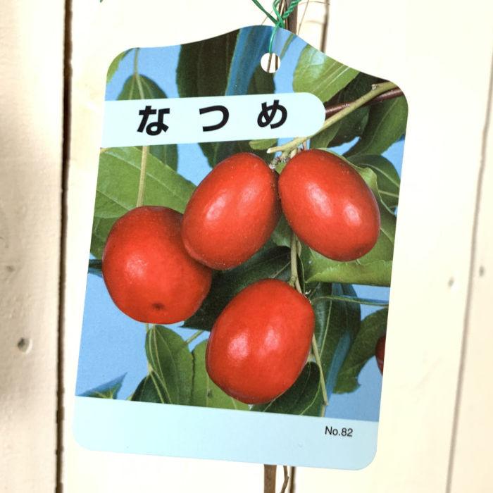 ナツメ 苗木 なつめ 12cmポット苗 苗 棗 : 苗通販店 ぐりーんべりぃ