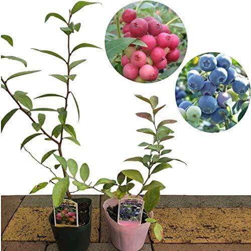 ブルーベリー 苗木 3.5号苗 セット ピンクレモネード & ラビットアイ系