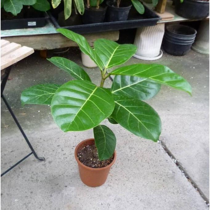 フィカス アフリカン プリンス 5号鉢 お買い得 超人気誕生日 風水 観葉