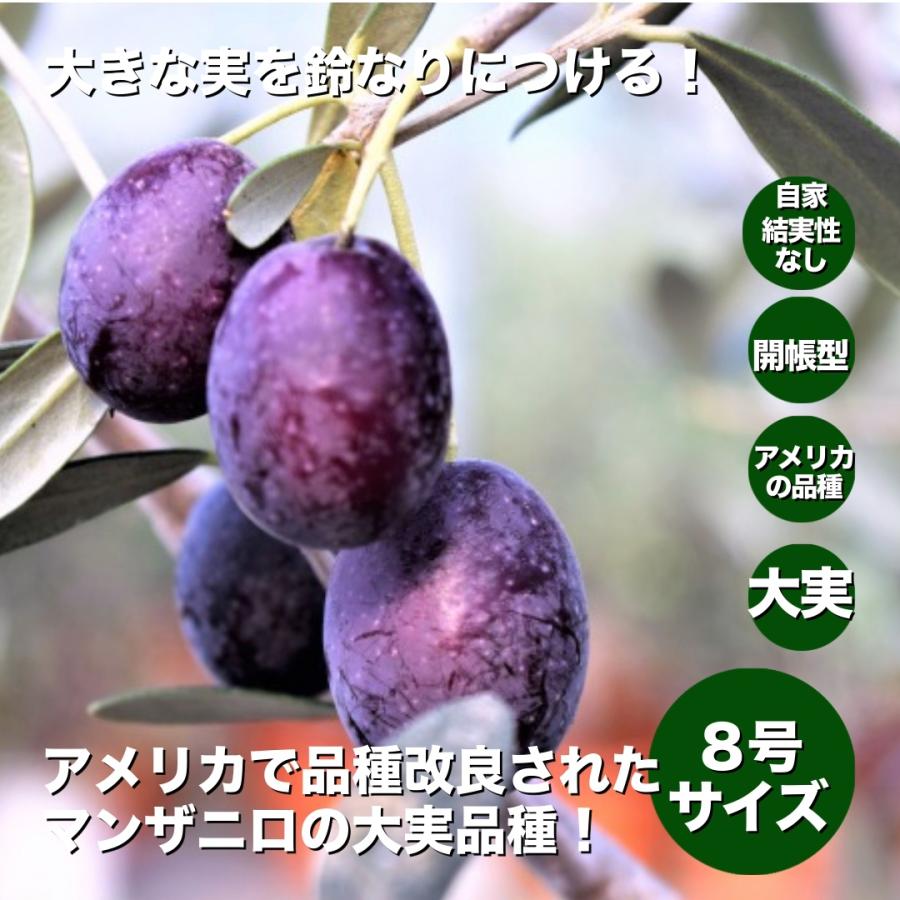 小倉園 オリーブ・UC13A6 カリフォルニアクイーン 8号鉢 オリーブの木