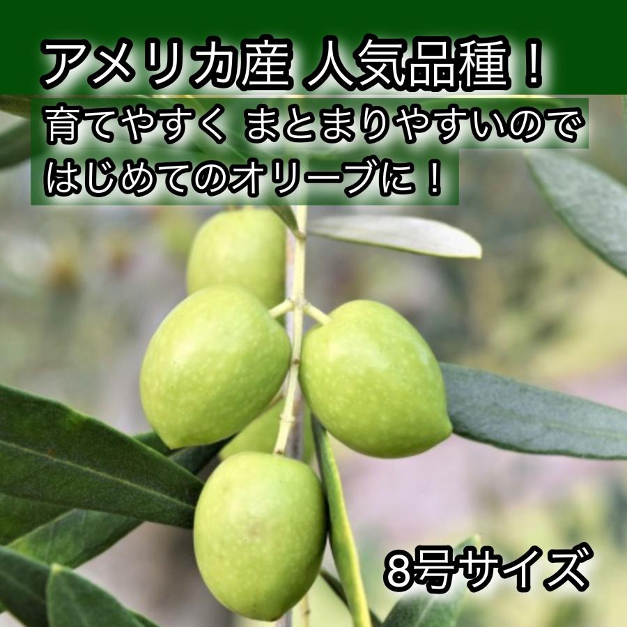 小倉園 オリーブ・ミッション 8号鉢 オリーブの木 鉢植え 庭木 希少