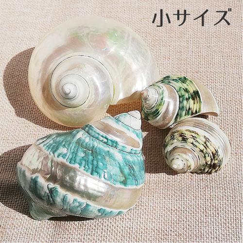 巻貝 貝殻 青緑 白 ブルーグリーン系 ホワイト系 小サイズ 海 マリン