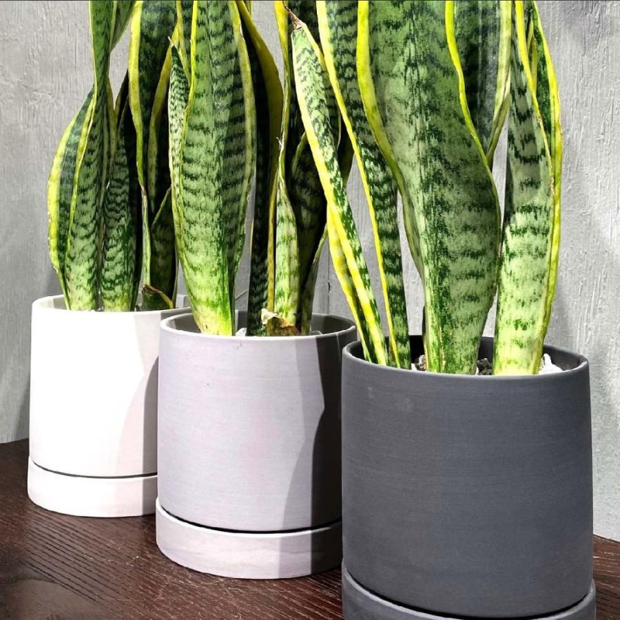 サンスベリア ローレンティ 選べる鉢付 観葉植物 : GREENsHOUSE - 通販