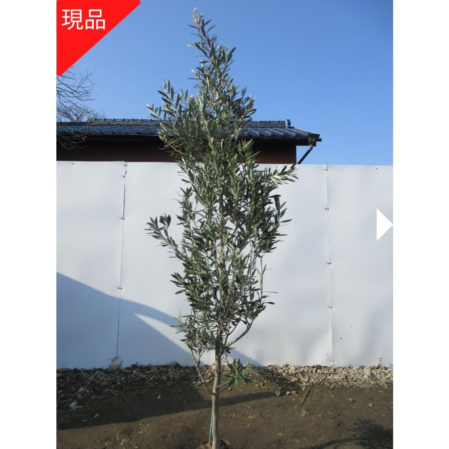 現品発送 オリーブの木 チプレシーノ 樹高2.4-2.5m(根鉢含まず) 苗木