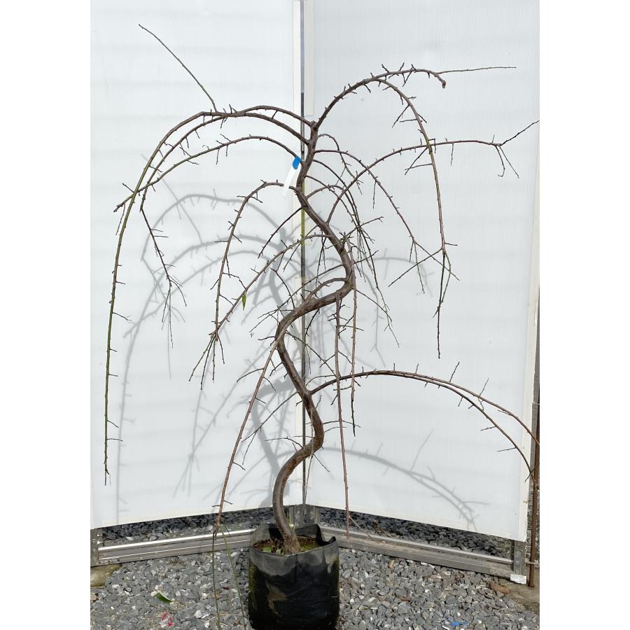 しだれ梅 白花 約1.5m 現品発送 特大株 植木苗木大苗 白枝垂れ梅