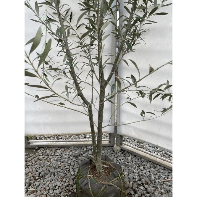 オリーブの木 シプレッシーノ 株立ち 約1.8m 現品発送 特大株 植木苗木