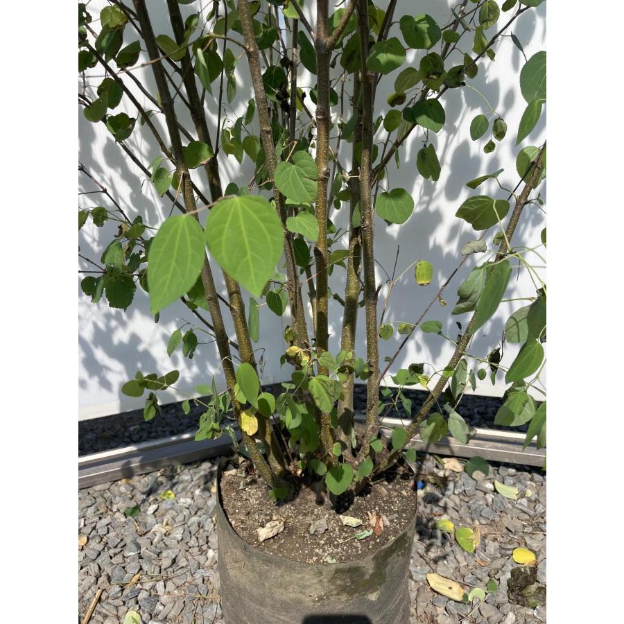 桂 カツラの木 8本株立ち 約1.8m 現品発送 豪華株 特大株 大苗 植木