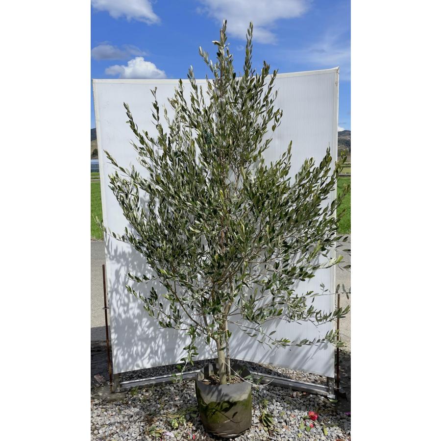 オリーブの木 ルッカ 約2m 現品発送 特大植木苗木 シンボルツリー