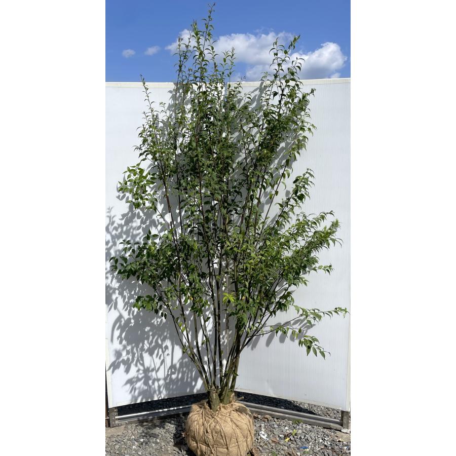 ハイノキ 10本株立ち 約2.1m 現品発送 豪華株 特大株 植木 苗木 大苗