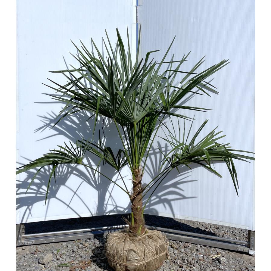 ヤシの木 トウシュロ 約120cm 現品発送 特大株 植木苗木 寒耐性 唐棕梠