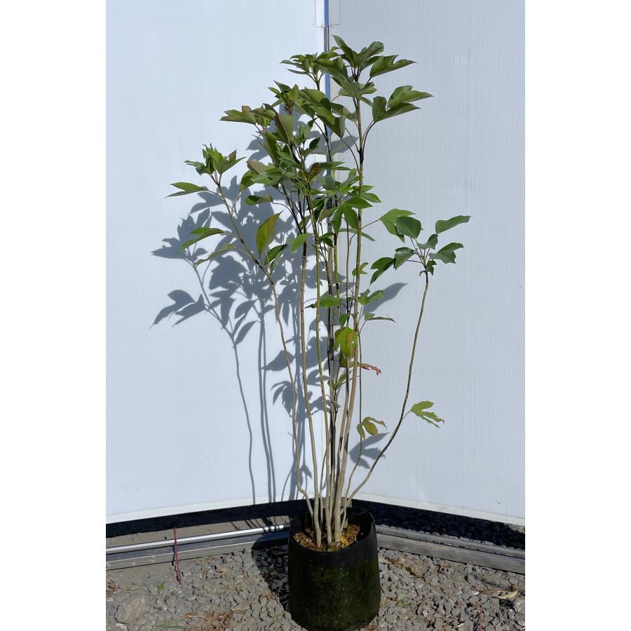 カクレミノ 8本株立ち 約1.3m 現品発送 特大株 植木苗木大苗 隠れ蓑