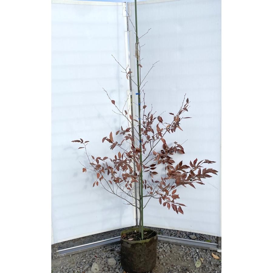 ヤマコウバシ 約1.9m 現品発送 特大株 大苗植木苗木 山香ばし