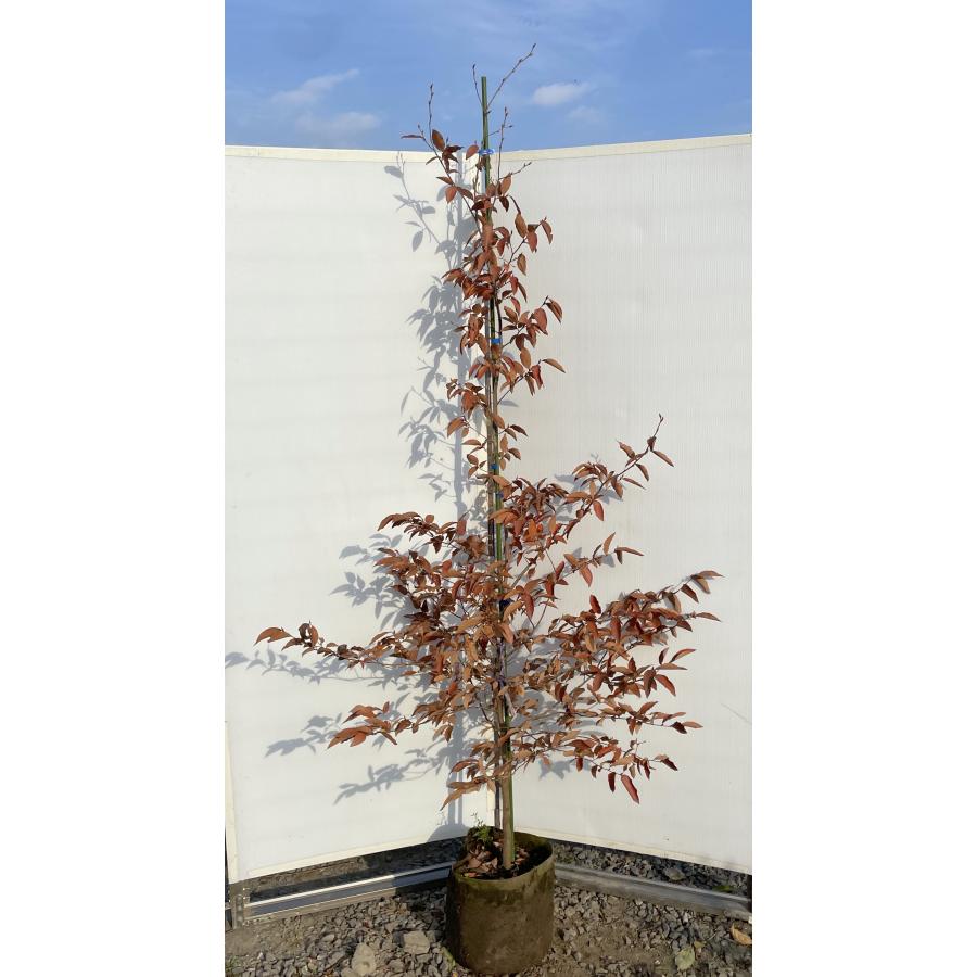 ヤマコウバシ 約2.1m 現品発送 特大株 大苗植木苗木 山香ばし