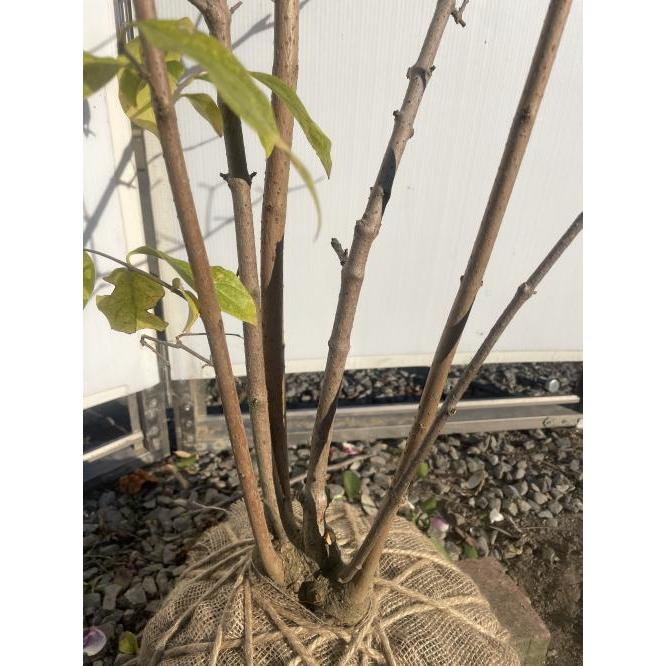 満月ロウバイ 株立ち 約1.7m 現品発送 超特大株 植木苗木大苗 満月