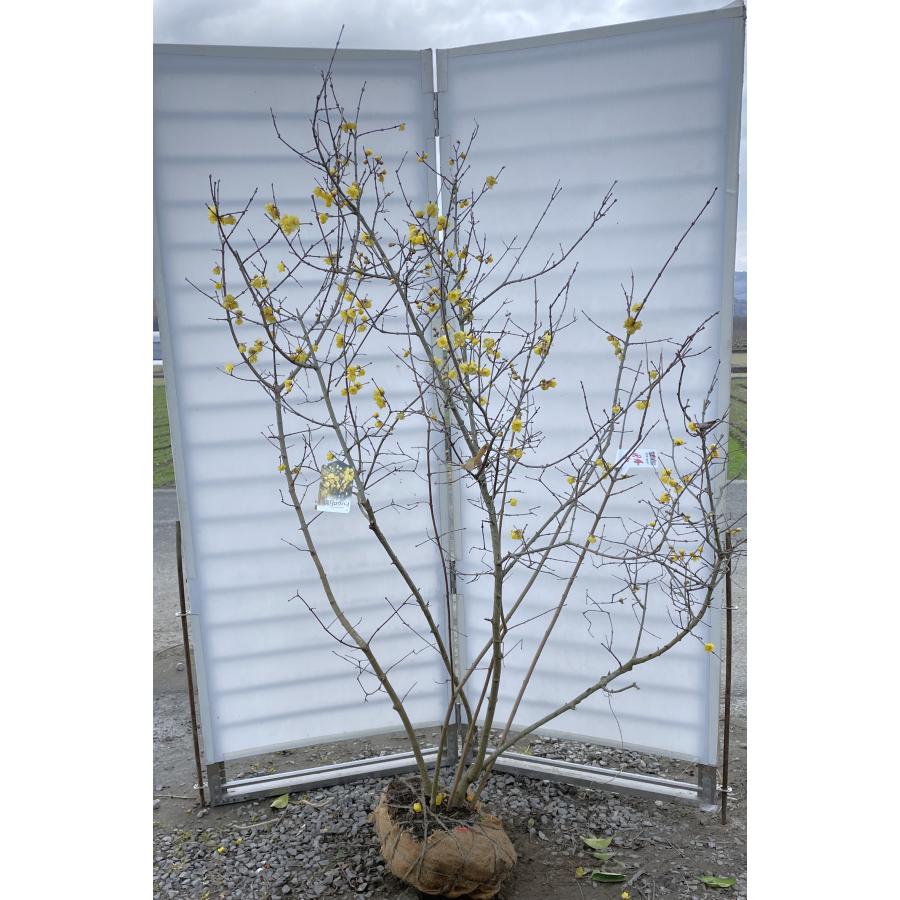 満月ロウバイ 7本株立ち 約1.8m 現品発送 豪華株 植木苗木大苗 満月