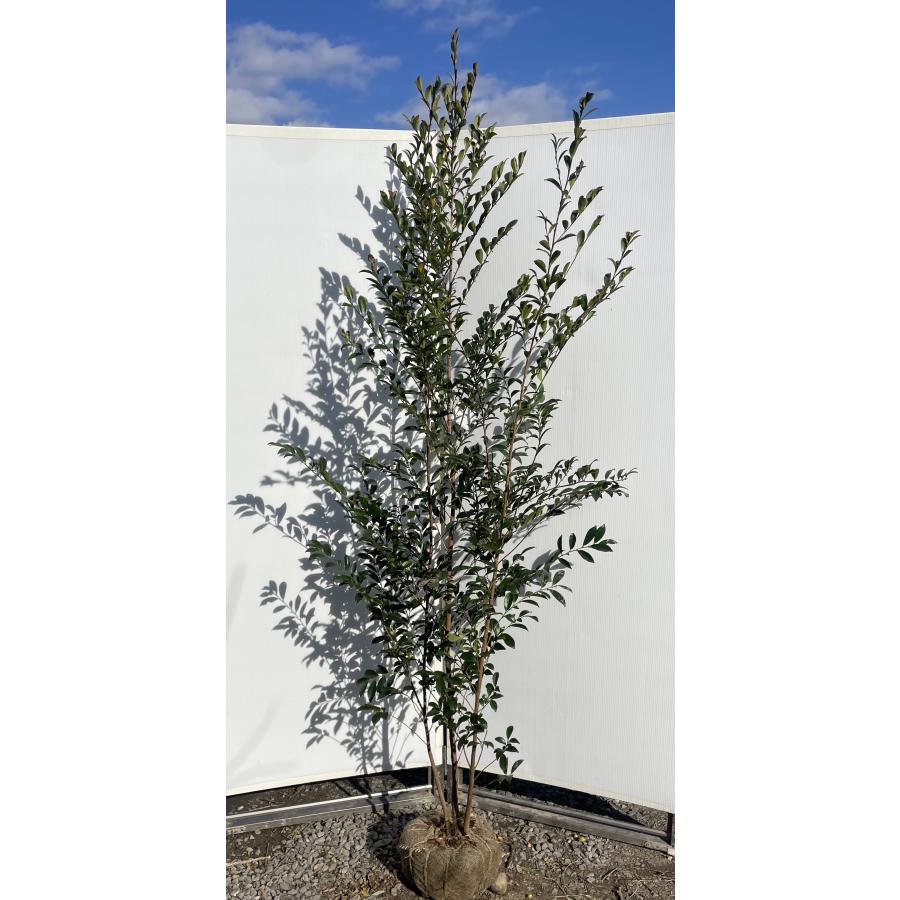 姫榊 ヒサカキ 株立ち 約2.1m 現品販売 特大株 植木 苗木 大苗 榊の木