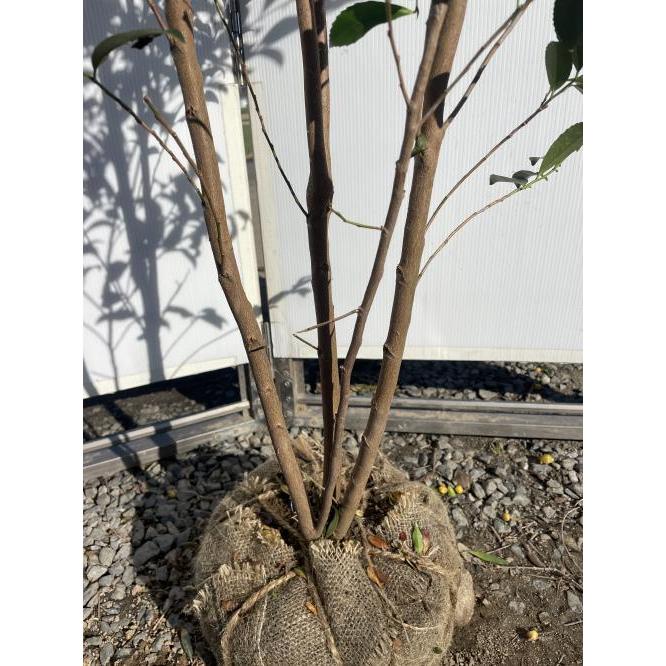 姫榊 ヒサカキ 株立ち 約2m 現品販売 特大株 植木 苗木 大苗 榊の木